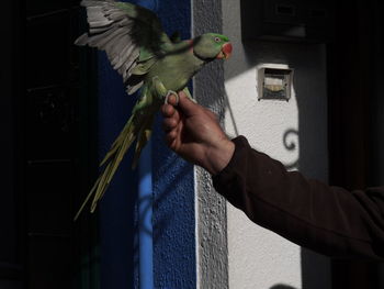 Man holding bird perching on hand