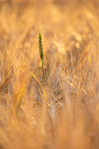 Close-up of wheat growing on field