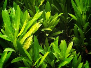 Full frame shot of fresh green plant