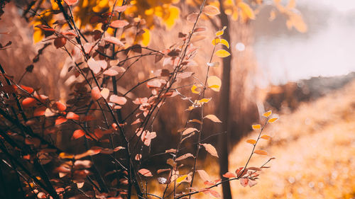 Close-up of autumnal leaves against blurred background