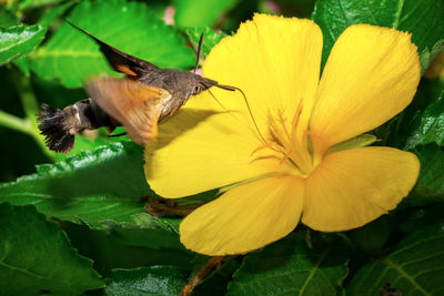 Close-up of butterfly pollinating flower