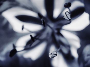 Close up of leaf