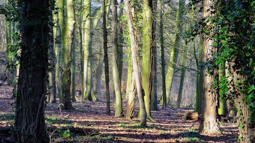 Scenic view of forest