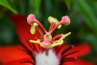 Close-up of red flower