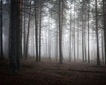 Trees in forest