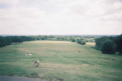 Cows grazing on field against sky