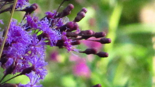 Close-up of purple flowering plant