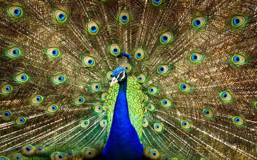 View of peacock