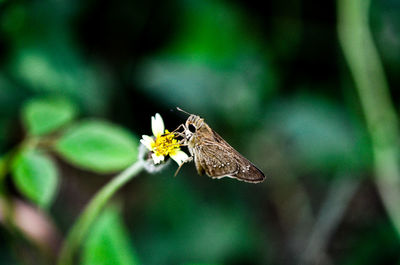 Butterfly perching on flower