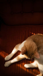 Close-up of a cat sleeping on floor