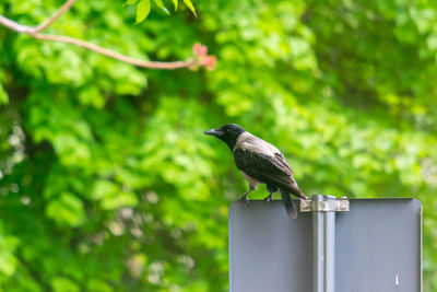 Close-up of bird perching on wooden post