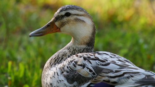 Female white duck close-up