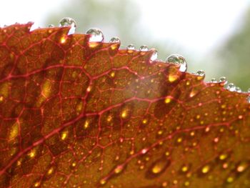 Close-up of water on red leaf