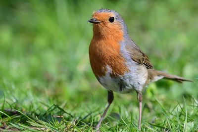 Portrait of a robin on the grass 