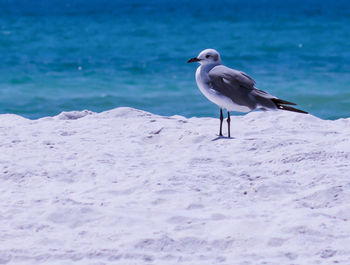 Side view of seagull on blue surface