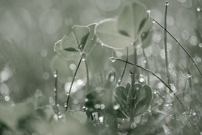 Close-up of plant with water drops