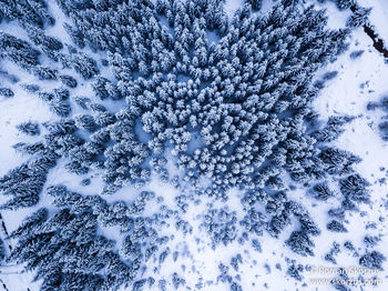 Low angle view of tree against sky during winter
