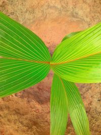 High angle view of green leaves on plant