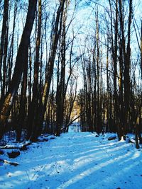 Trees in forest during winter