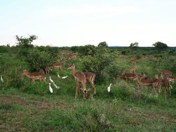 Deer grazing on field against sky