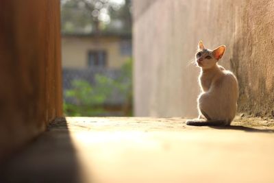 Cat sitting on a wall