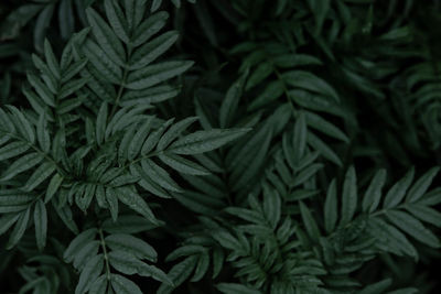 Leaves marigolds tagetes erecta, mexican marigold orange marigolds flower