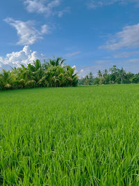 Scenic view of field against sky