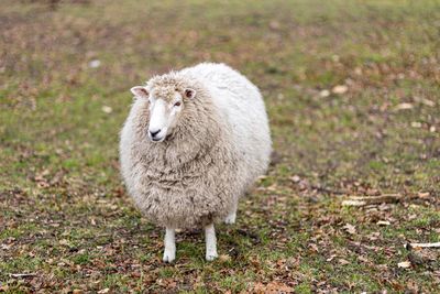 Portrait of sheep standing in field