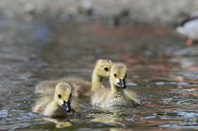 Ducklings in lake