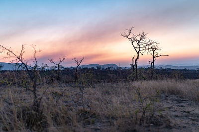 Bare tree on field against sky during sunset