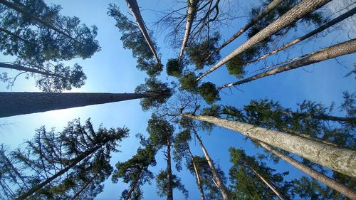 Low angle view of trees against blue sky