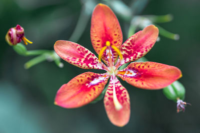 Close-up of pink flowers