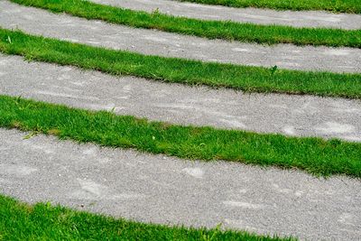 High angle view of plants growing on field