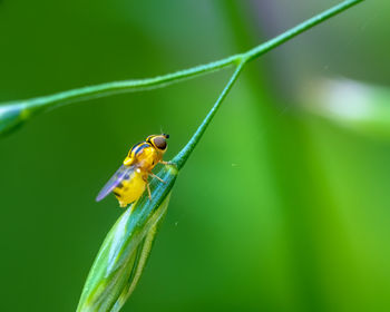 Close-up of insect on green leaf