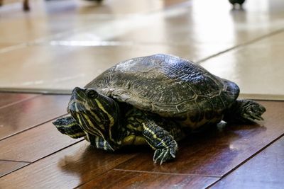 Close-up of turtle on the flor of the house 