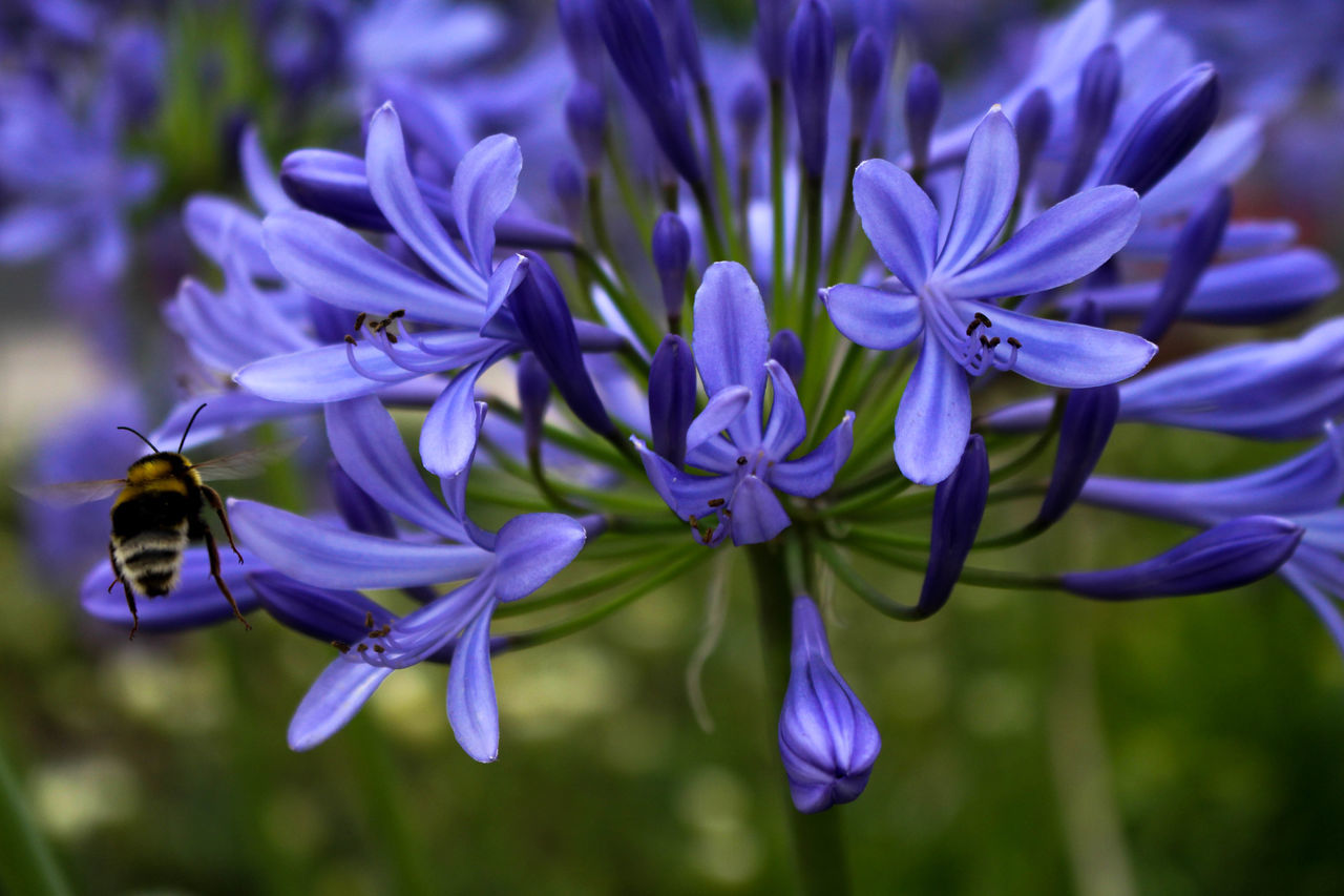 Inspected Flower