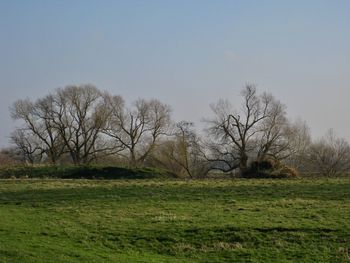 Bare trees on field against clear sky