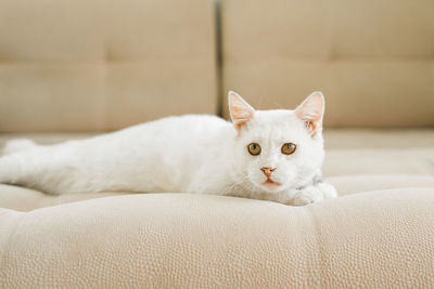 A white cat, who was sheltered with a sore eye, is lying on the couch