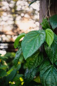 Close-up of plant leaves