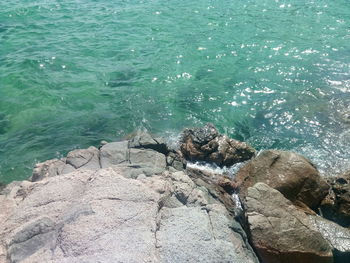 High angle view of turtle on rock by sea