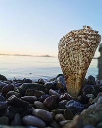 Close-up of rocks on beach against sky during sunset