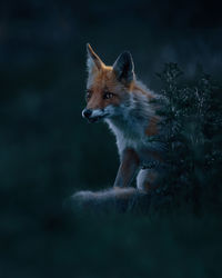 Fox on field moody