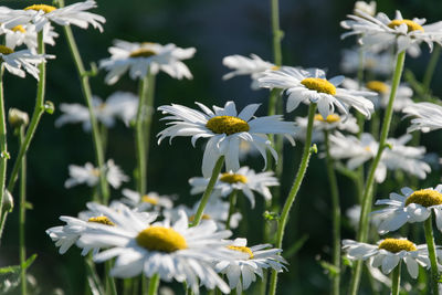 Close-up of white daisy blooming outdoors