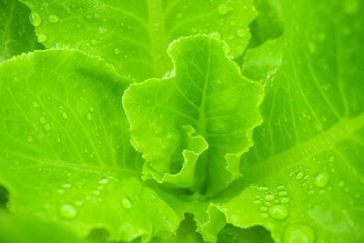 Close-up of raindrops on green leaves