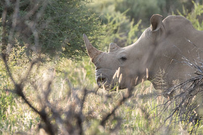 Close up of white rhino in namibia