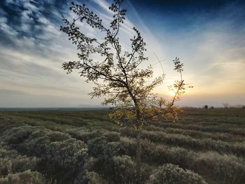 Tree on field against sky during sunset