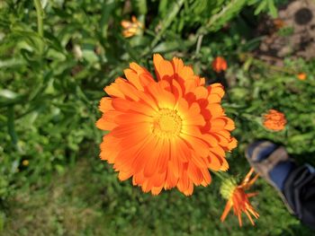 High angle view of orange flowering plant