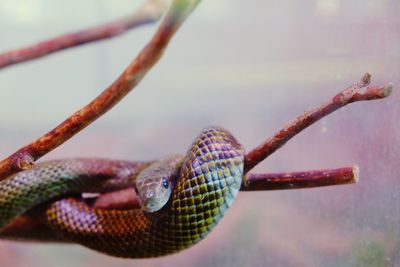 Close-up of snake