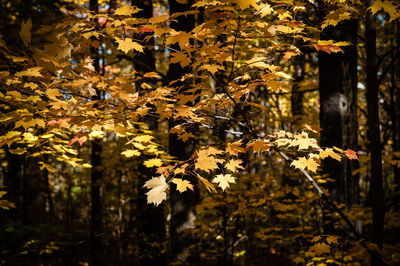 Close-up of autumnal tree in park