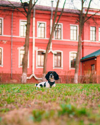 Dog sitting in front of building